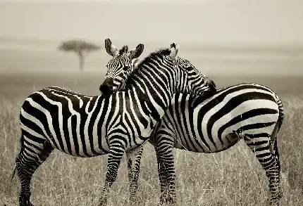  عکس های جالب از گورخر