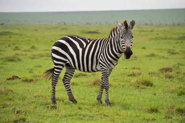 عکس گورخر واقعی