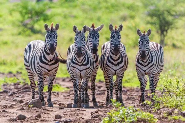  عکس گورخر واقعی