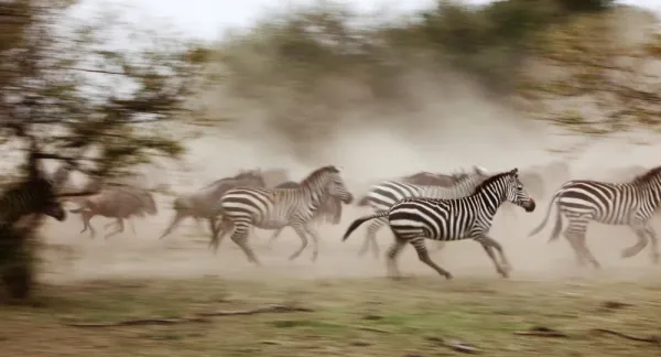  عکس گورخر واقعی