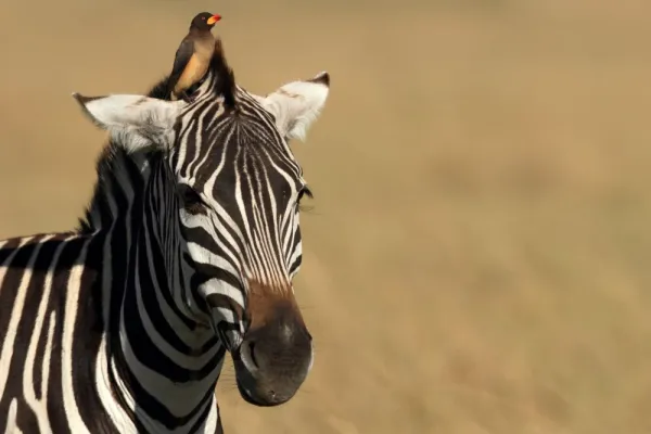  عکس گورخر واقعی