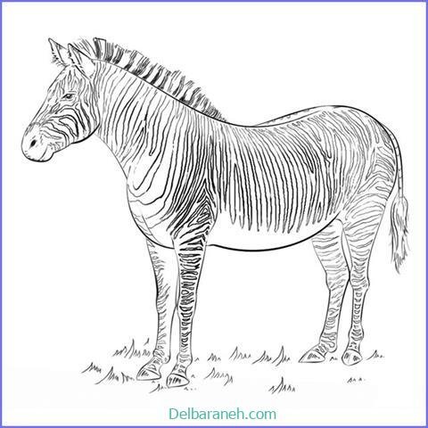 عکس گورخر نقاشی