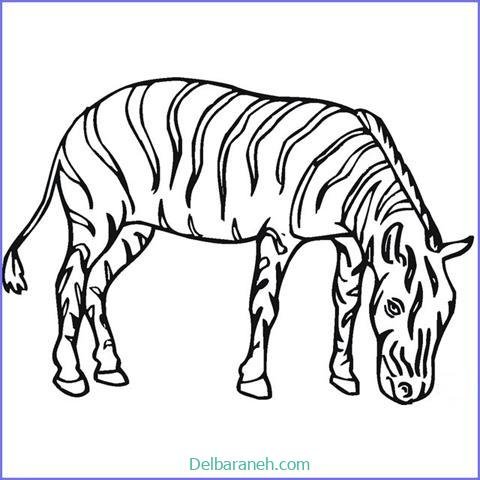  عکس گورخر نقاشی