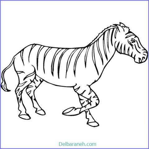  عکس گورخر نقاشی