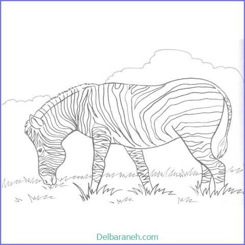  عکس گورخر نقاشی