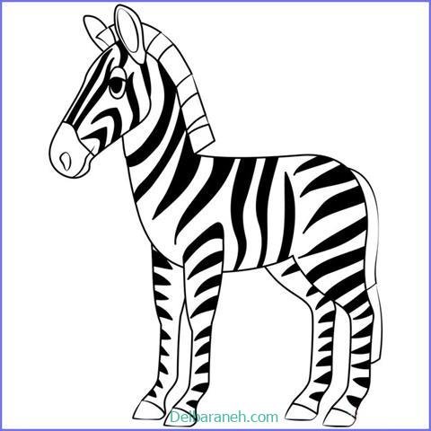  عکس گورخر نقاشی