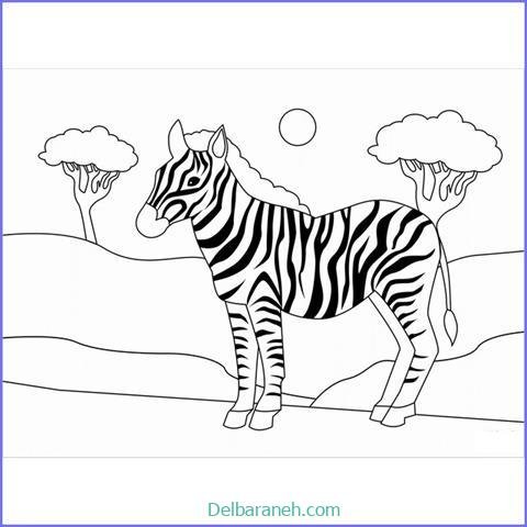  عکس گورخر نقاشی