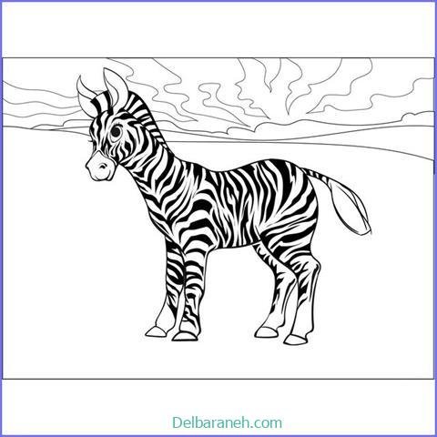  عکس گورخر نقاشی