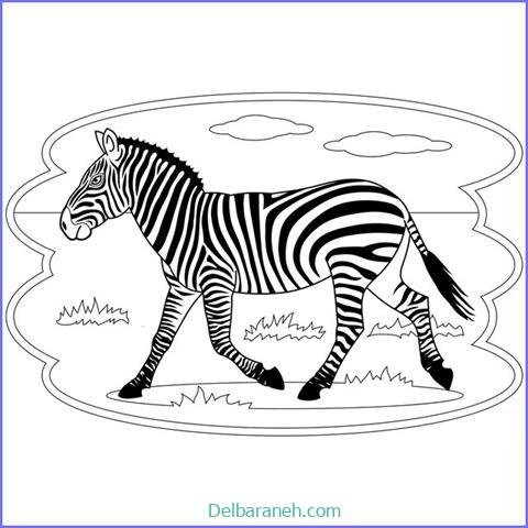  عکس گورخر نقاشی