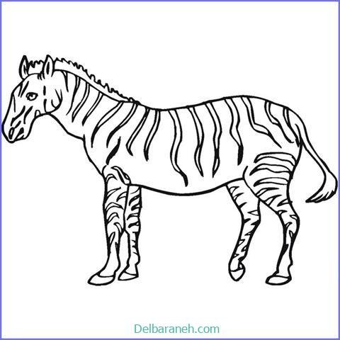  عکس گورخر نقاشی