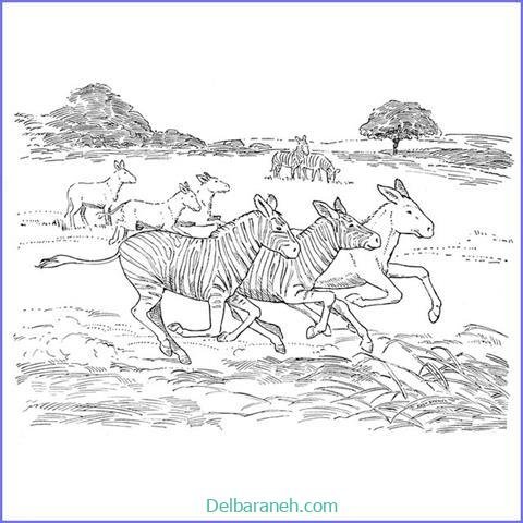  عکس گورخر نقاشی