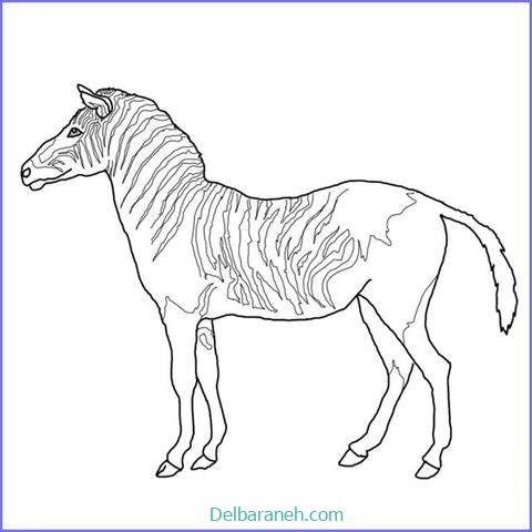  عکس گورخر نقاشی