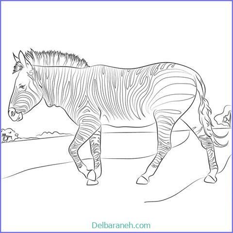  عکس گورخر نقاشی