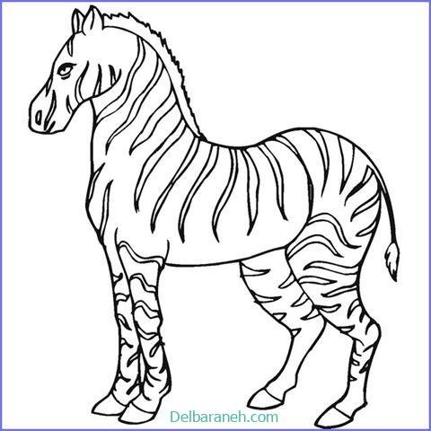  عکس گورخر نقاشی