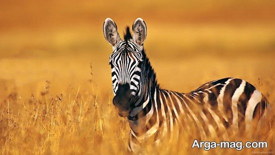 عکس گورخر آفریقایی