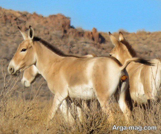  عکس گورخر آفریقایی