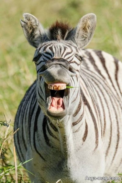  عکس گورخر آفریقایی