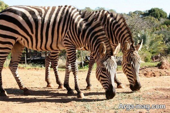  عکس گورخر آفریقایی