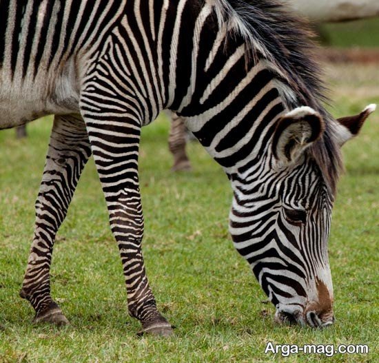  عکس گورخر آفریقایی