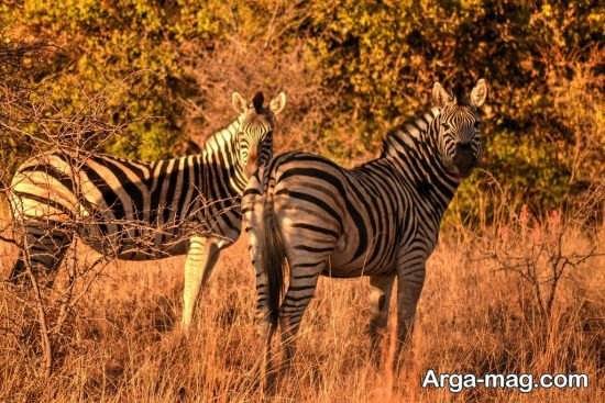  عکس گورخر آفریقایی