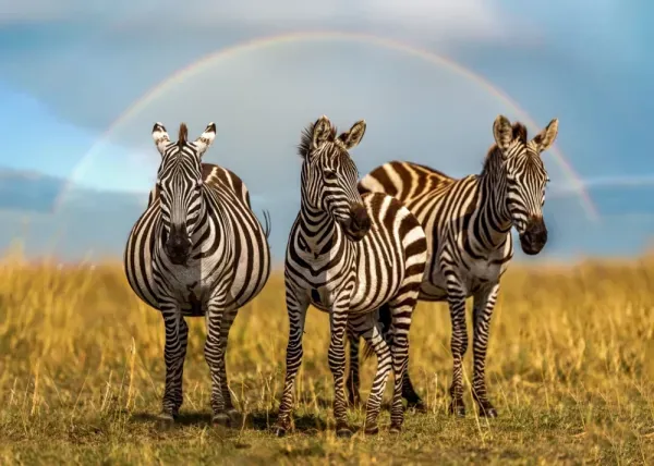 عکس گورخر وحشی