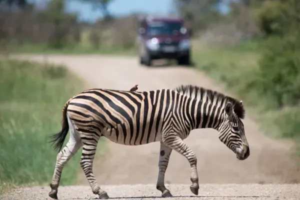  عکس گورخر وحشی