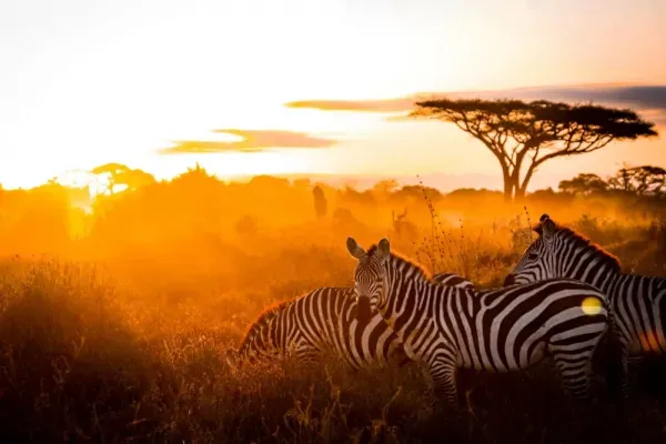  عکس گورخر وحشی