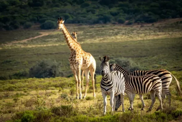  عکس گورخر وحشی