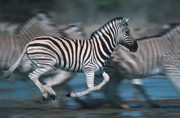  عکس گورخر وحشی