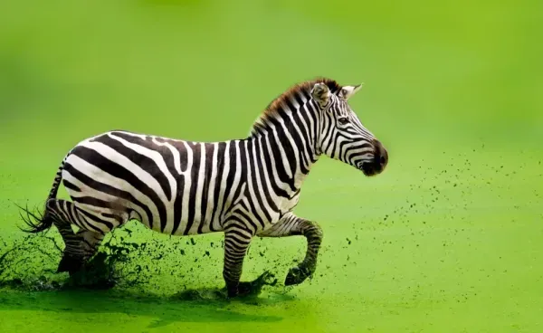  عکس گورخر وحشی