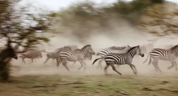  عکس گورخر وحشی