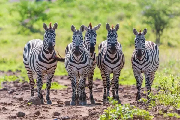  عکس گورخر وحشی