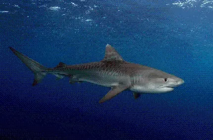  عکس انواع کوسه های زیبا با کیفیت بالا