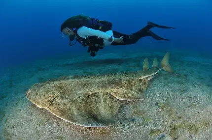  عکس انواع کوسه های زیبا با کیفیت بالا