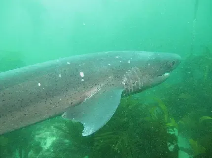  عکس انواع کوسه های زیبا با کیفیت بالا