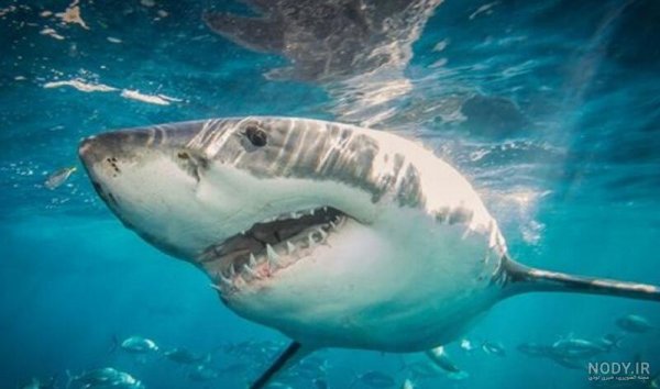 عکس انواع کوسه ماهی آکواریومی