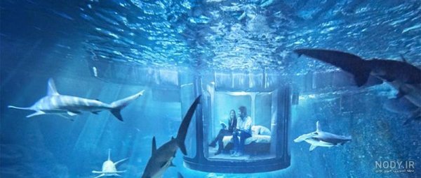  عکس انواع کوسه ماهی آکواریومی