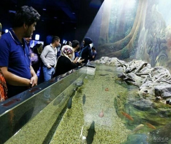  عکس انواع کوسه ماهی آکواریومی