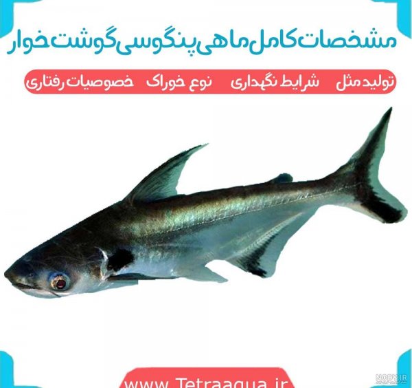  عکس انواع کوسه ماهی آکواریومی