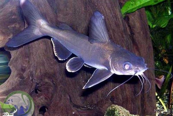  عکس انواع کوسه ماهی آکواریومی