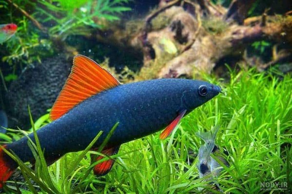 عکس انواع کوسه ماهی آکواریومی