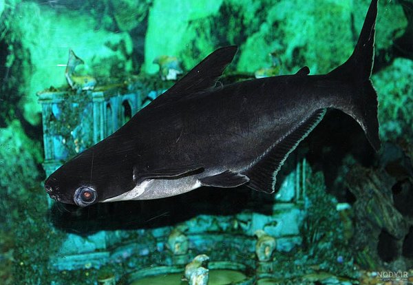  عکس انواع کوسه ماهی آکواریومی