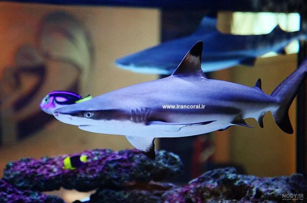  عکس انواع کوسه ماهی آکواریومی