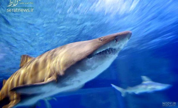  عکس انواع کوسه ماهی آکواریومی