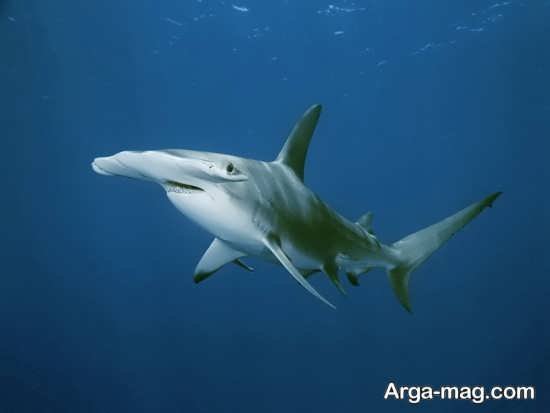  عکس انواع کوسه های خلیج فارس