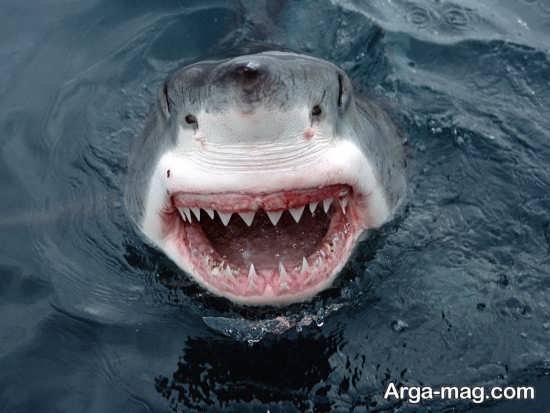  عکس انواع کوسه های خلیج فارس