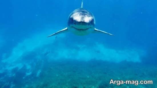  عکس انواع کوسه های خلیج فارس