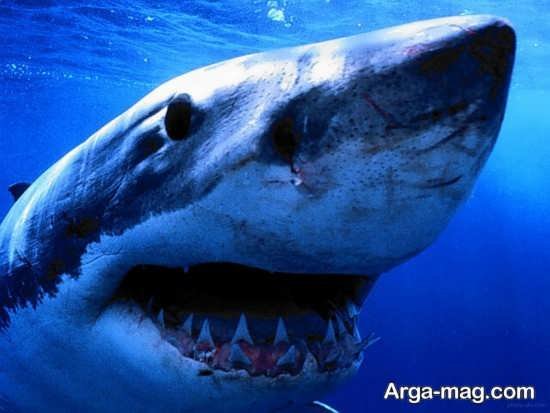  عکس انواع کوسه های خلیج فارس