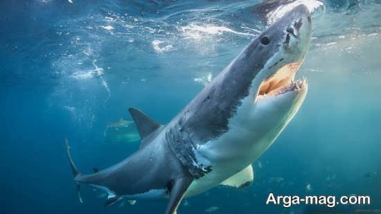  عکس انواع کوسه های خلیج فارس