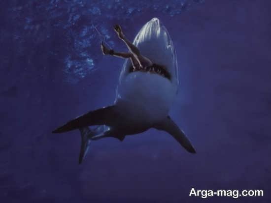  عکس انواع کوسه های خلیج فارس